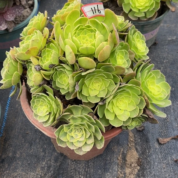 116雨荷多肉植物法师
