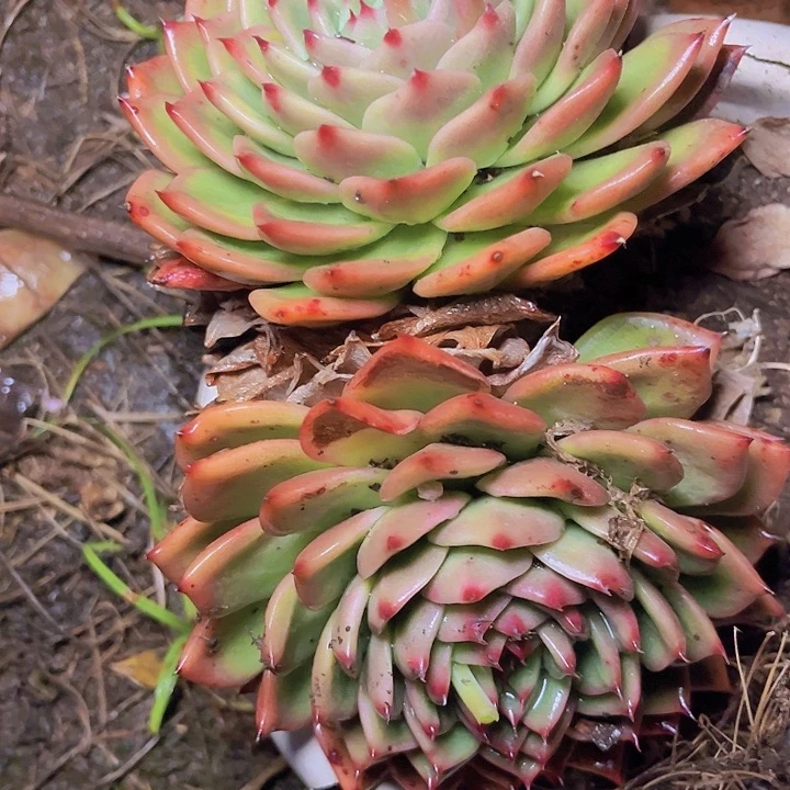 查**人是的呀哈哈好棒好