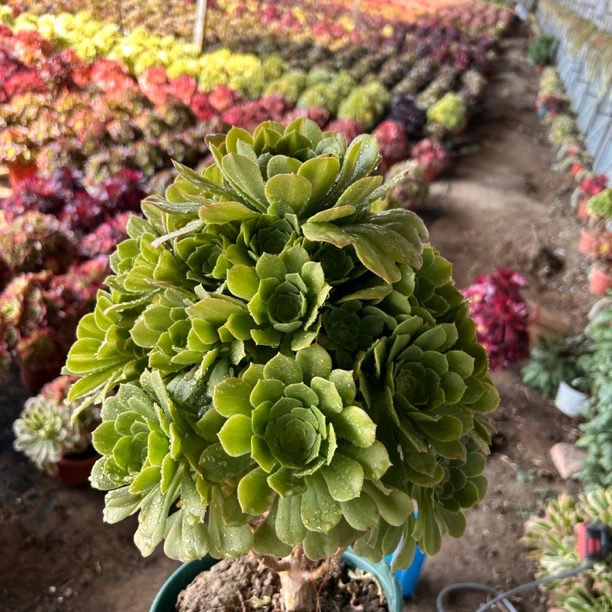 【绿玫瑰手捧花】多肉植物，一单包邮，好看好养