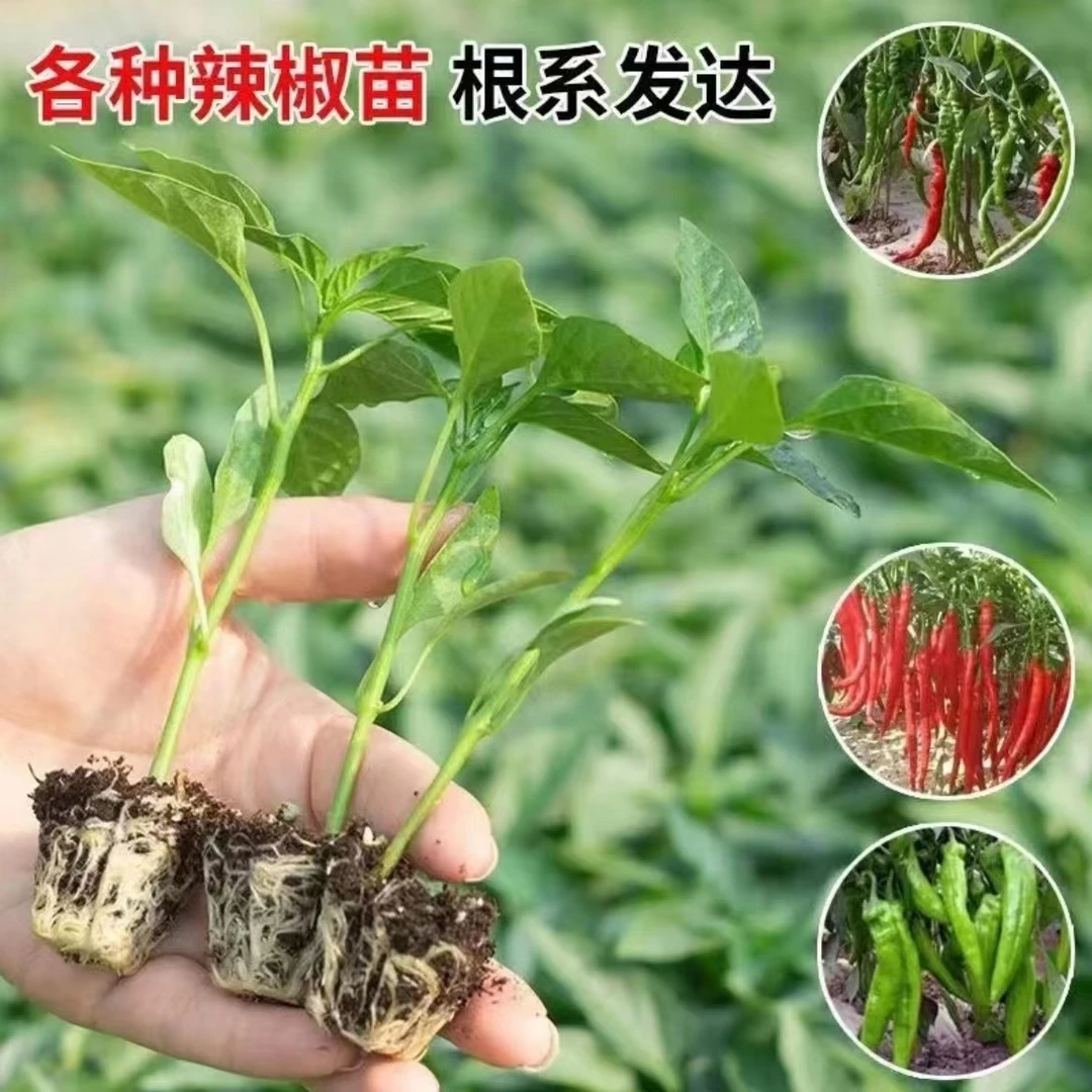 高产辣椒苗薄皮菜椒苗青皮椒苗朝天椒苗牛角椒苗长线椒苗蔬菜种子