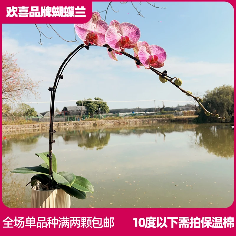 【棉花糖】精品蝴蝶兰3.5寸超大杯室内绿植