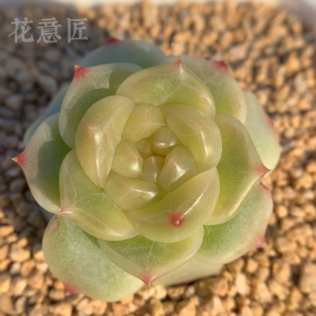 三号链接 m013-m036 框拍 1/28 周二 多肉植物 讲解点封面图