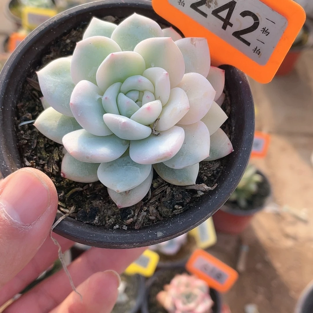 【闪购商品】242号