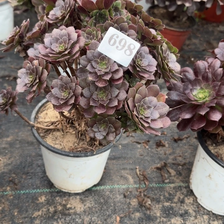 698两单包邮荷兰原叶。