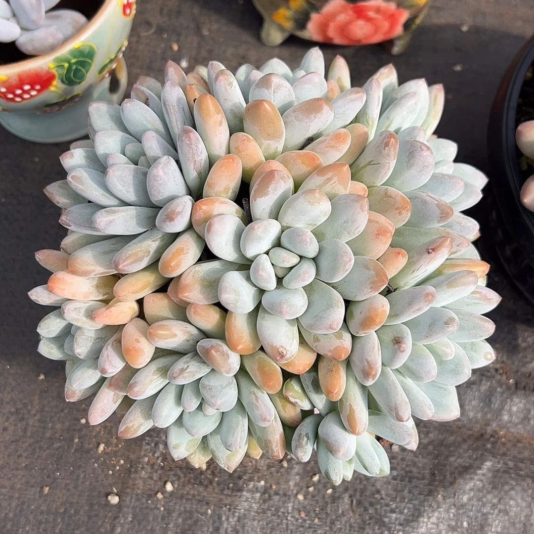 1112359 手捧香水无砍老桩