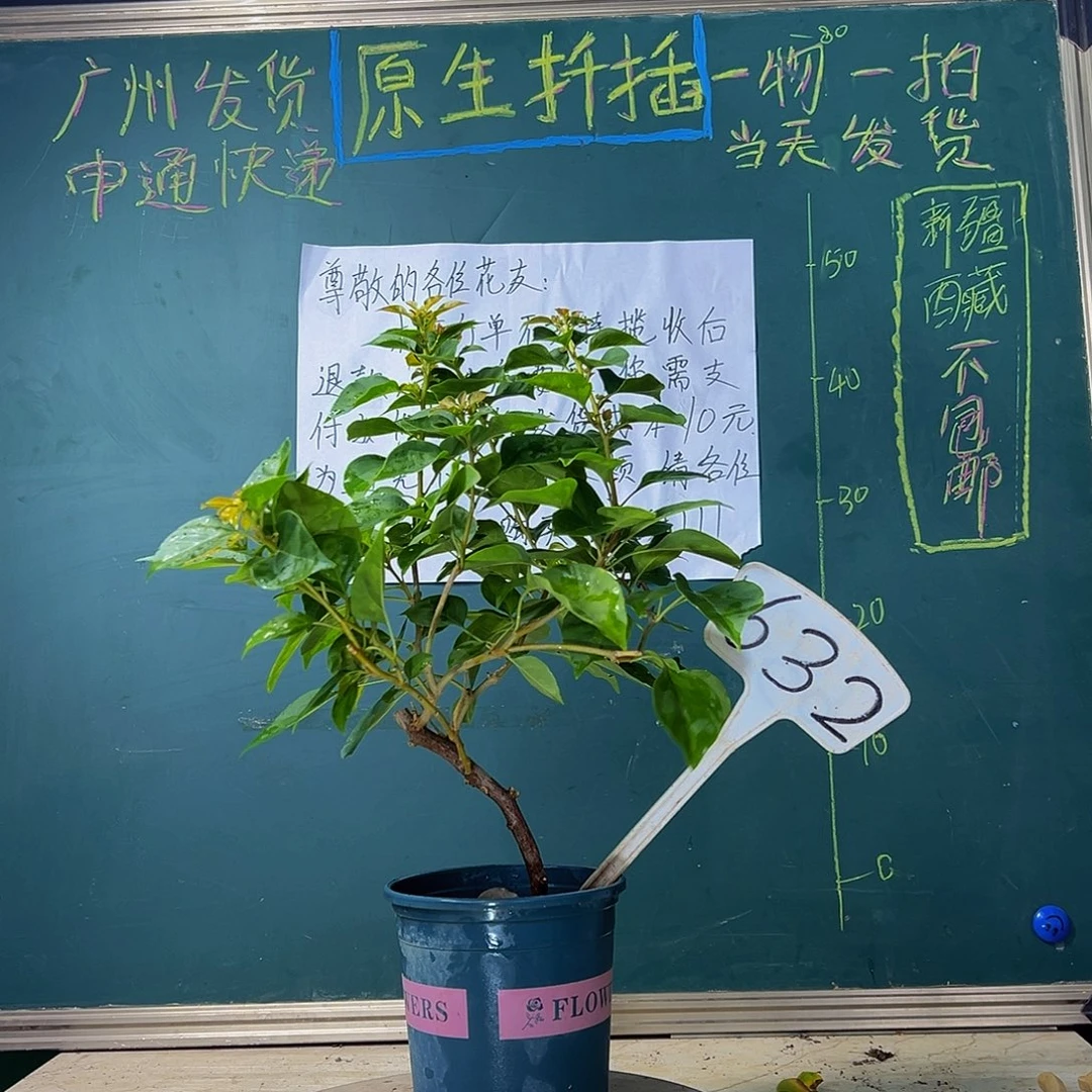 当前无花栽培后可以开花 造型杆 暗斑夕阳红 632