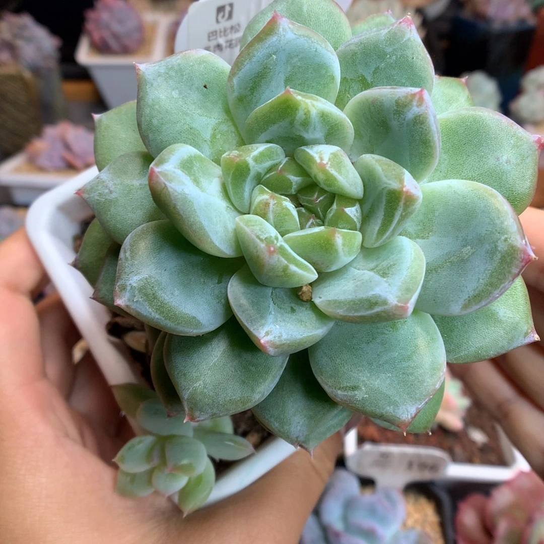 794珍妮多肉植物一物