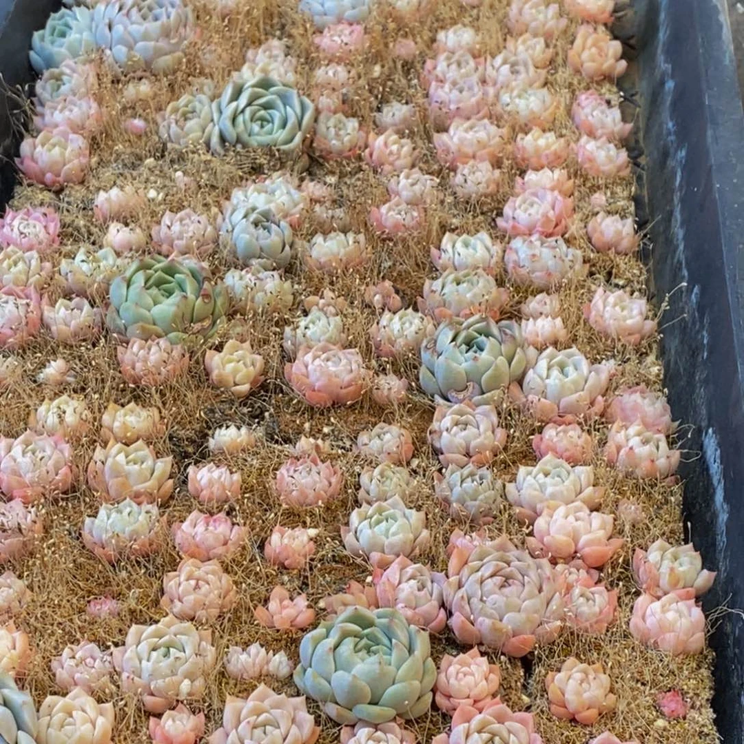 623多肉植物保护研究所所长助理研究员