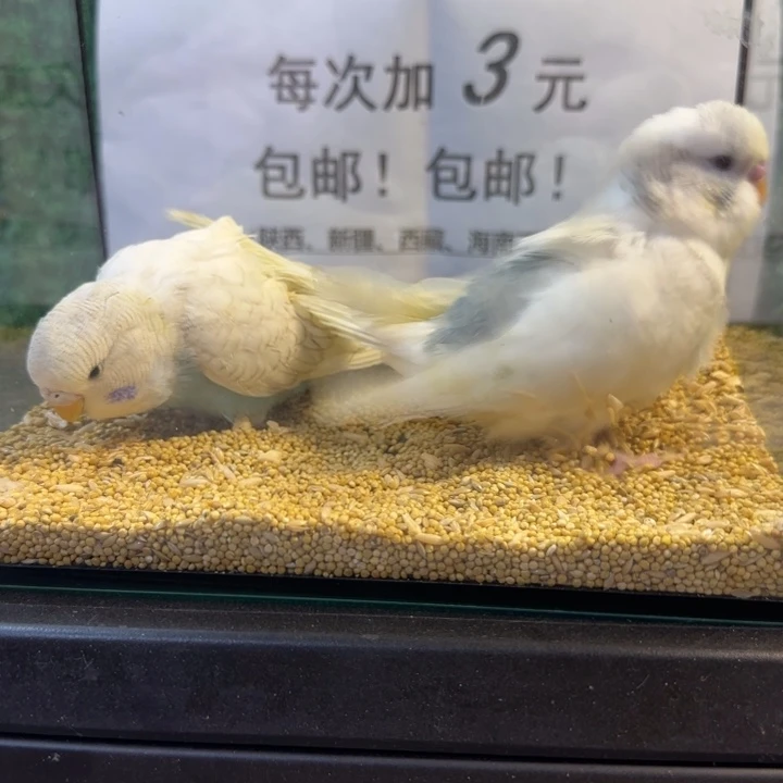 虎皮鹦鹉大头虎皮鹦鹉