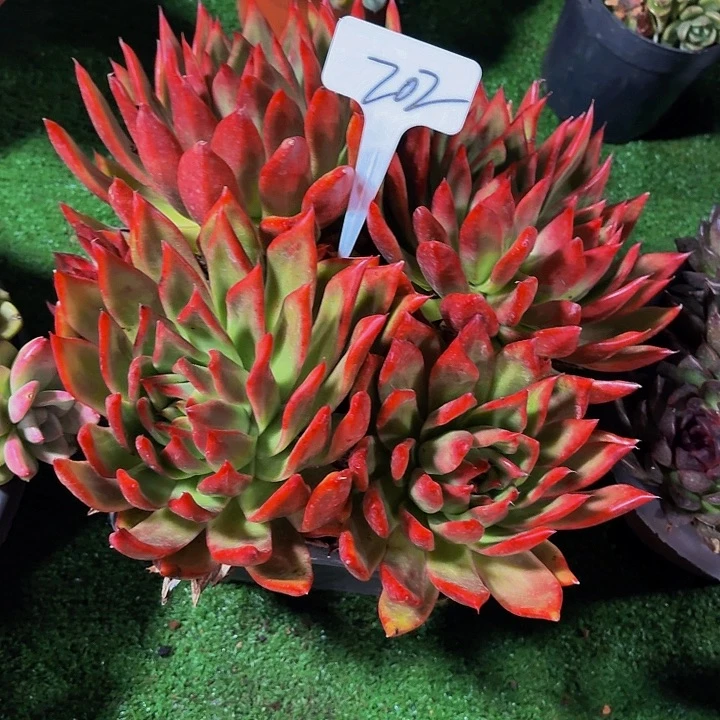 烟***花丽娟花卉弗兰克多头