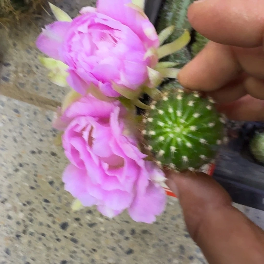 7丽花135歪3公分左右无根侧牙，20包邮