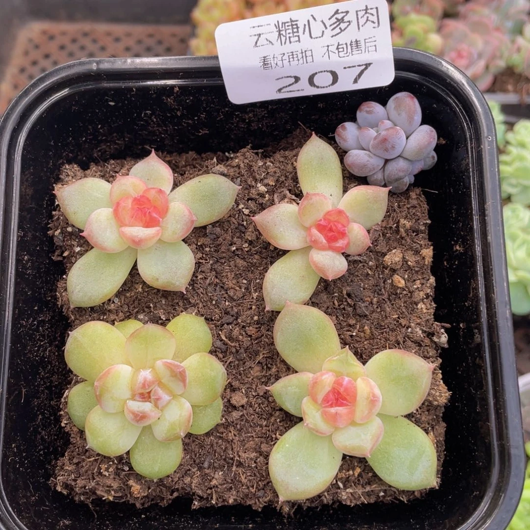 云糖心多肉植物207
