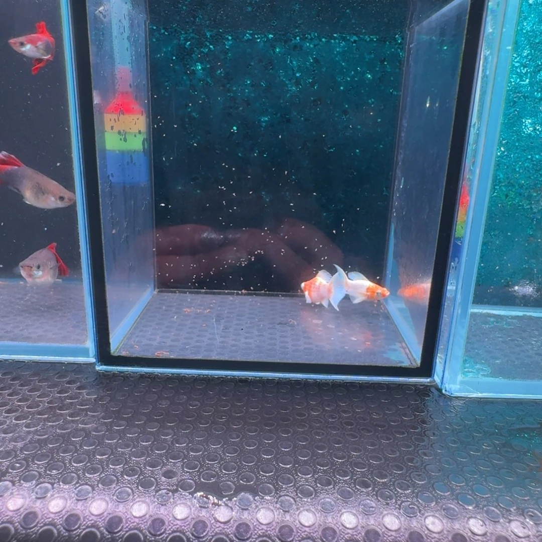 黑玛丽鱼622号玛丽2条