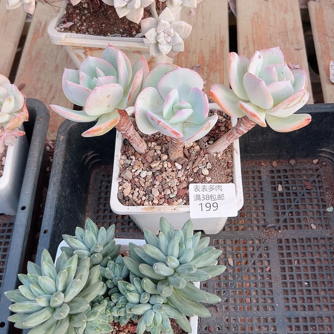 洛***狼多肉一物一拍植物199