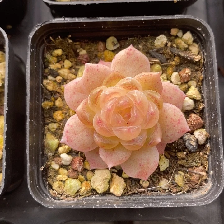 白冰  多肉 1111111.3