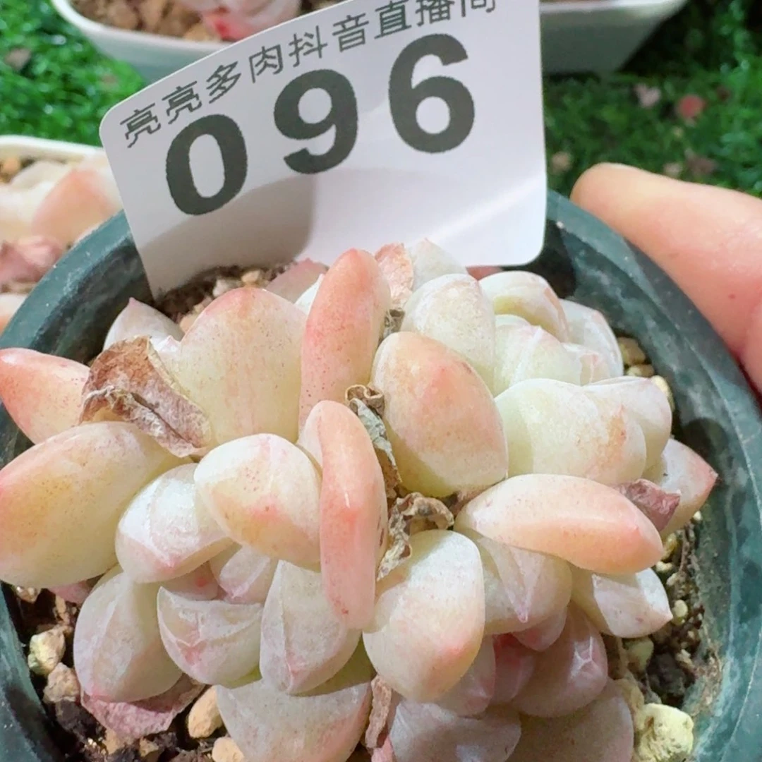 冰玉群生整装无砍