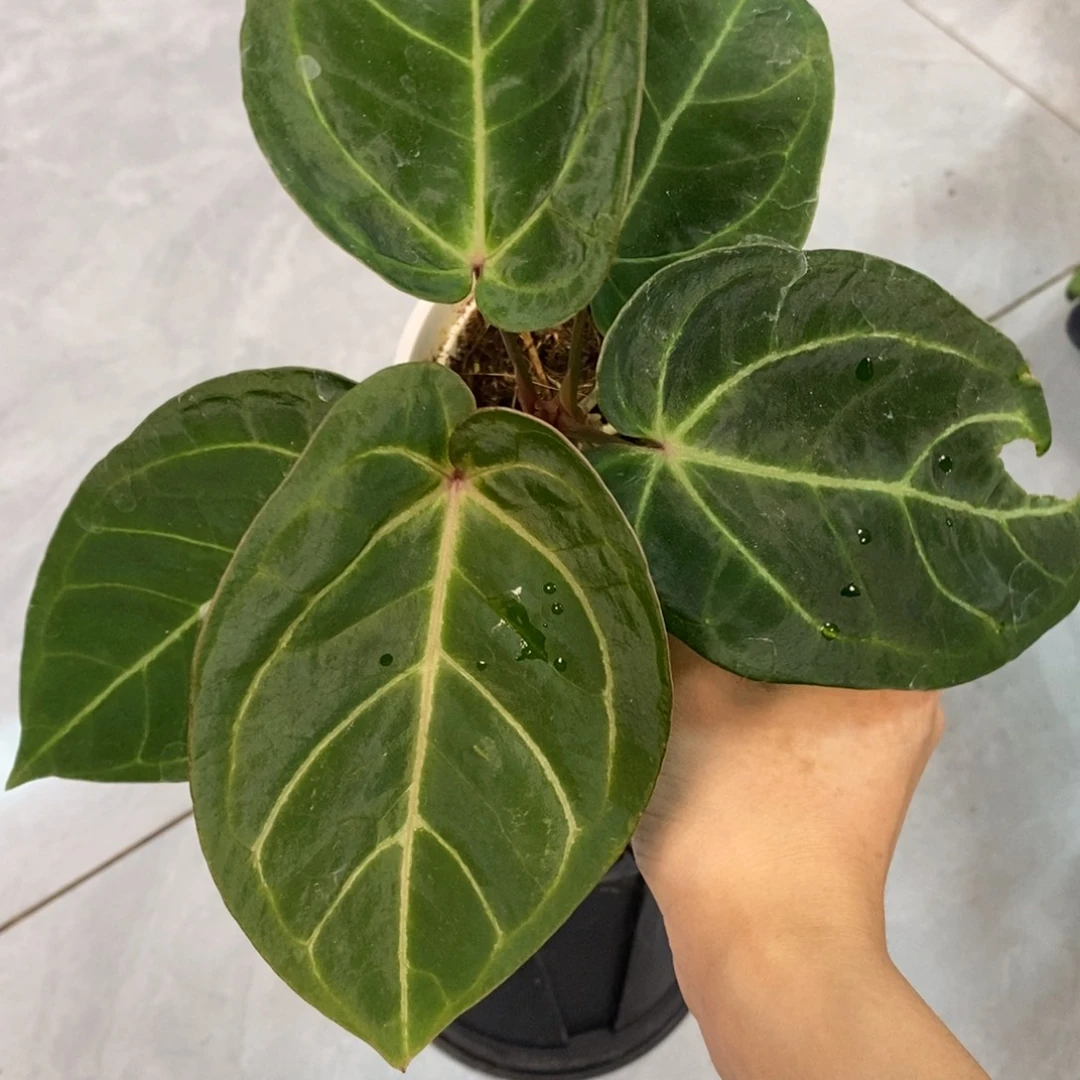 不开花植物30 Kos杂 （活动两颗包邮 不售后）