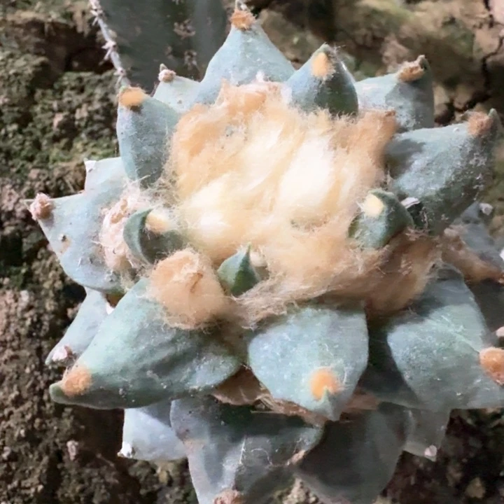 828苗接大龙尾牡丹