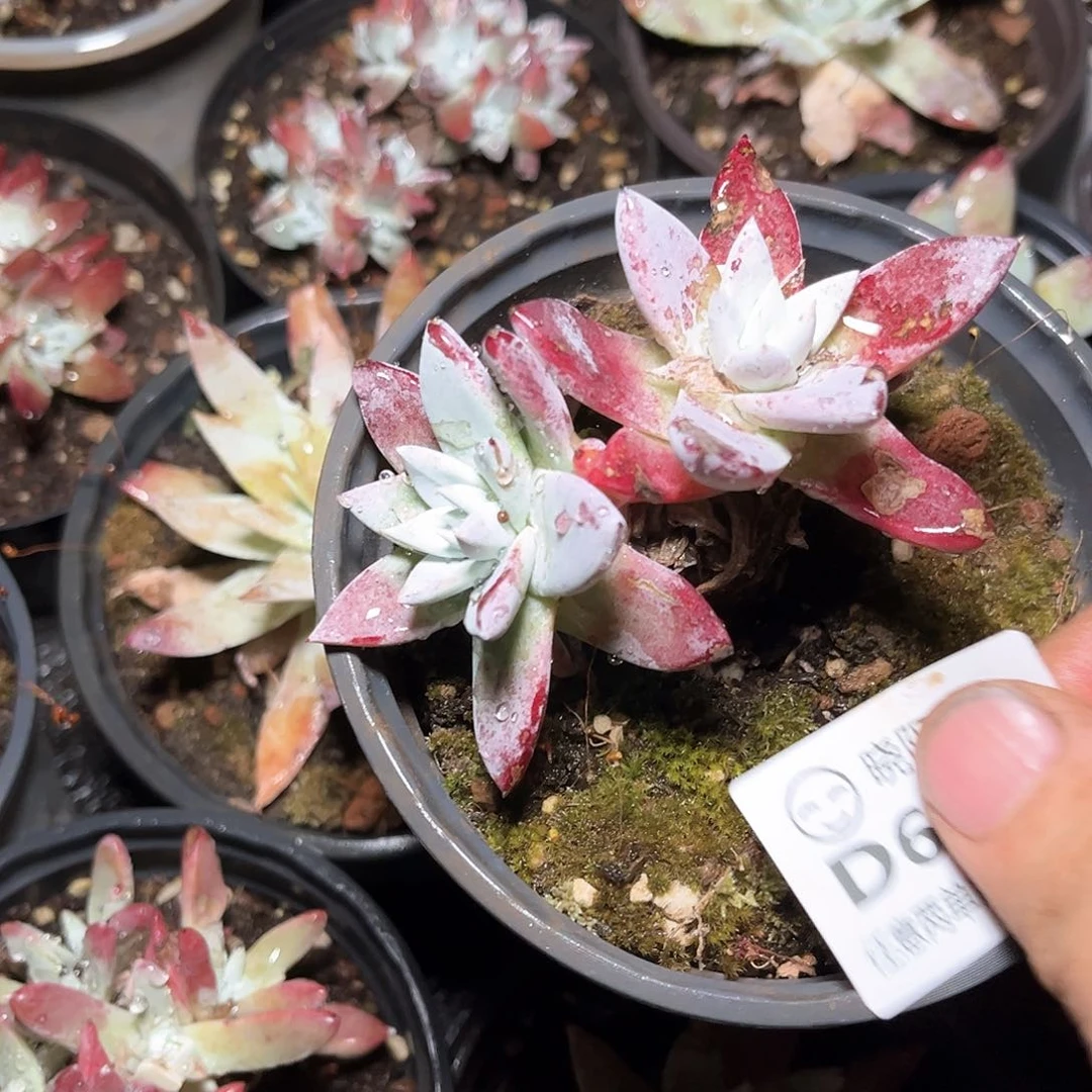 6532刘丹杂交多肉