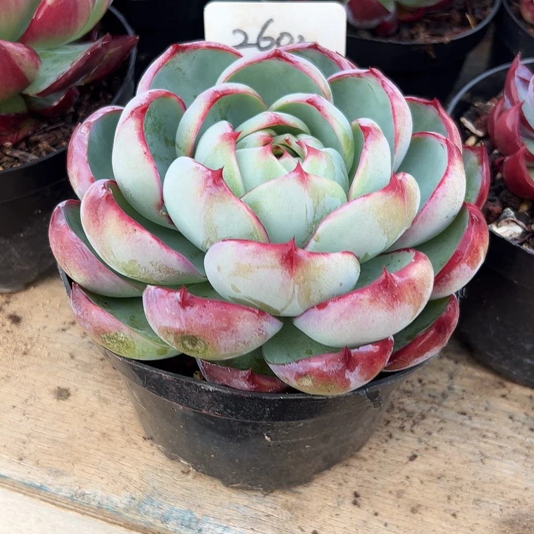 安***慰惊鸿仙子2602号有叶伤介意勿拍