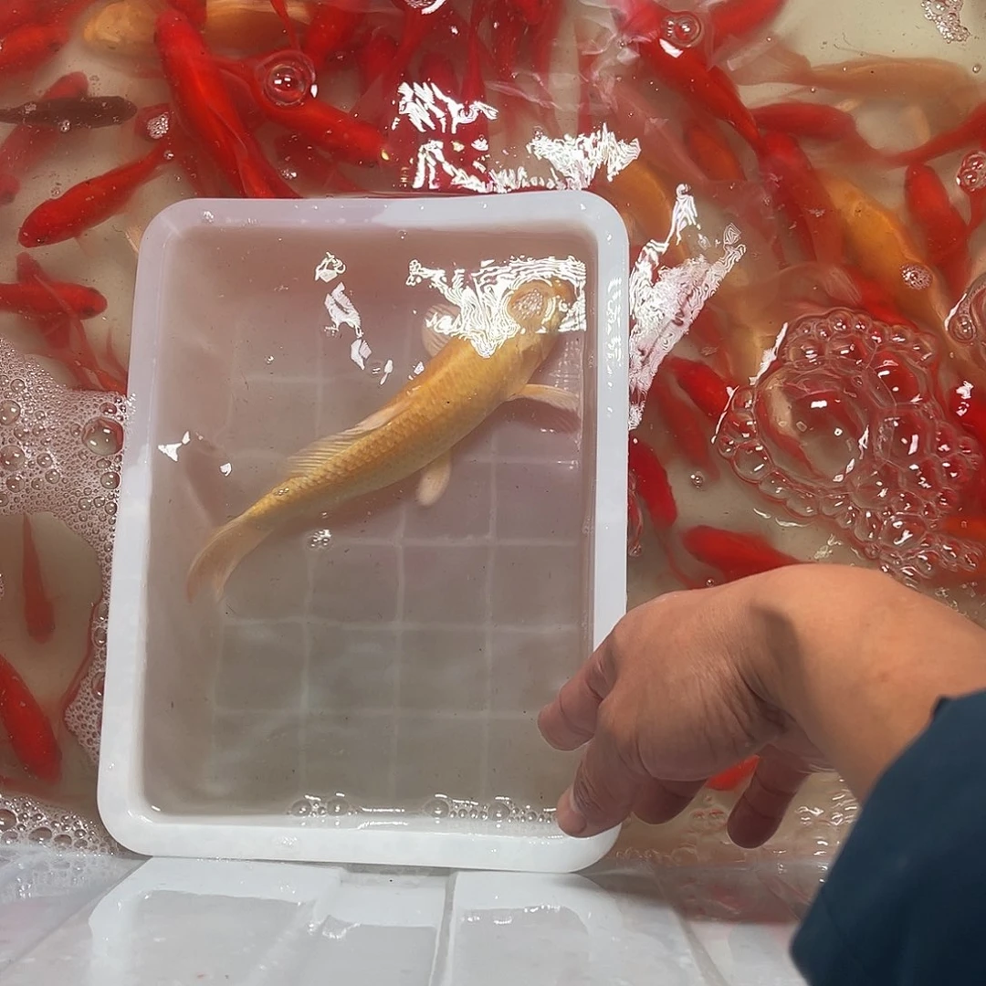 锦鲤包邮，包损，97