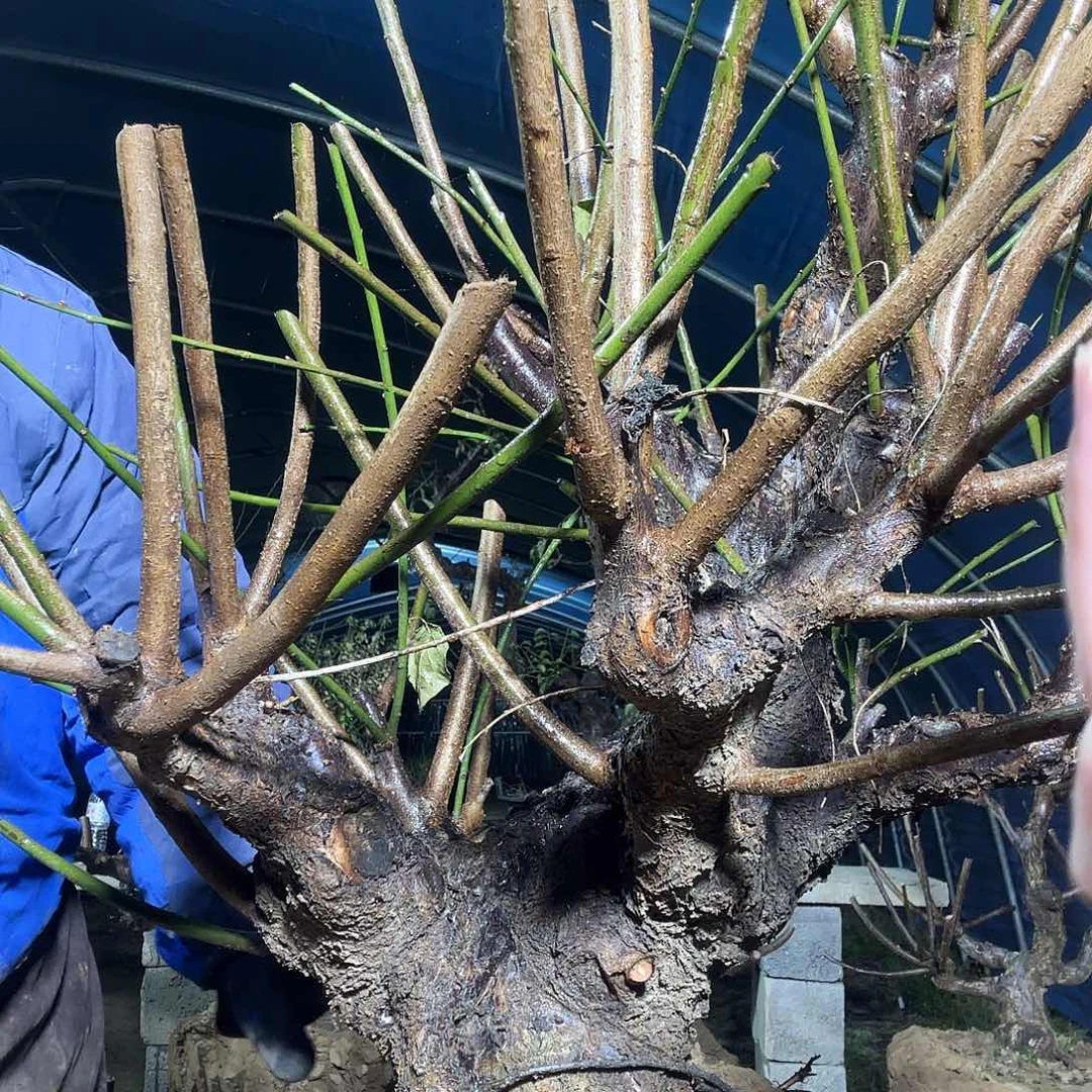 无花朵精品红梅1棵