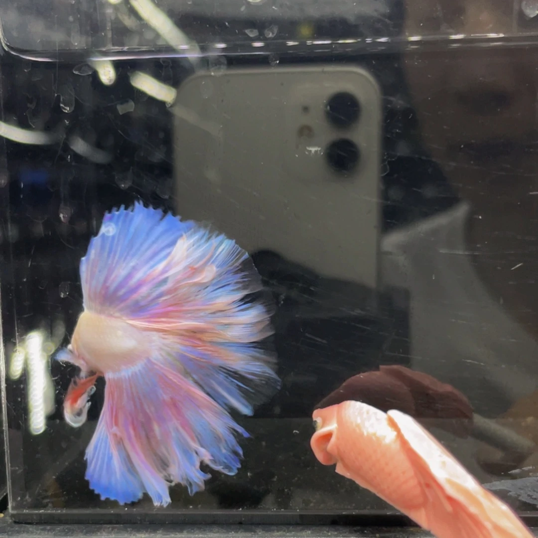 海水鱼哈哈哈哈538