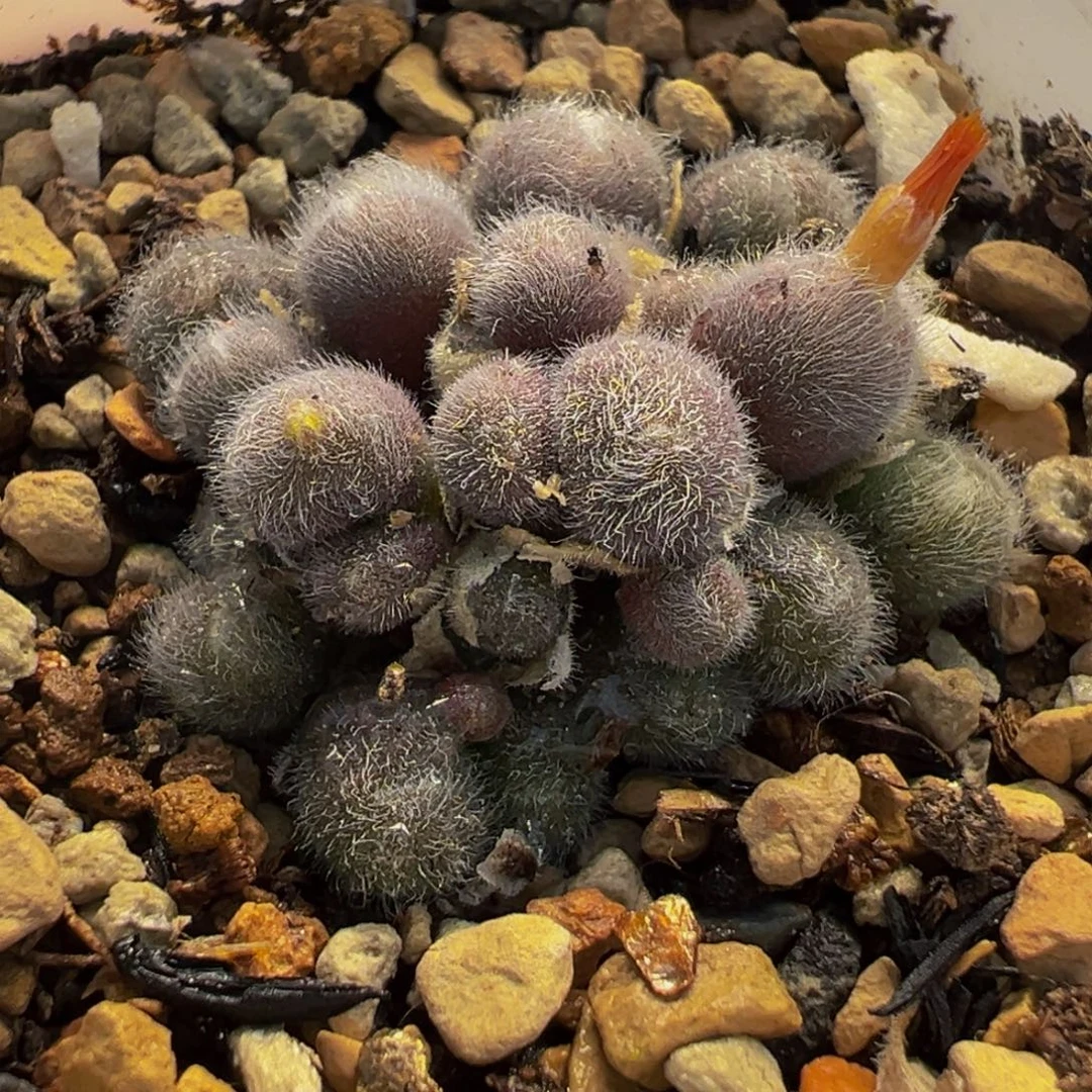 162多肉植物种类和