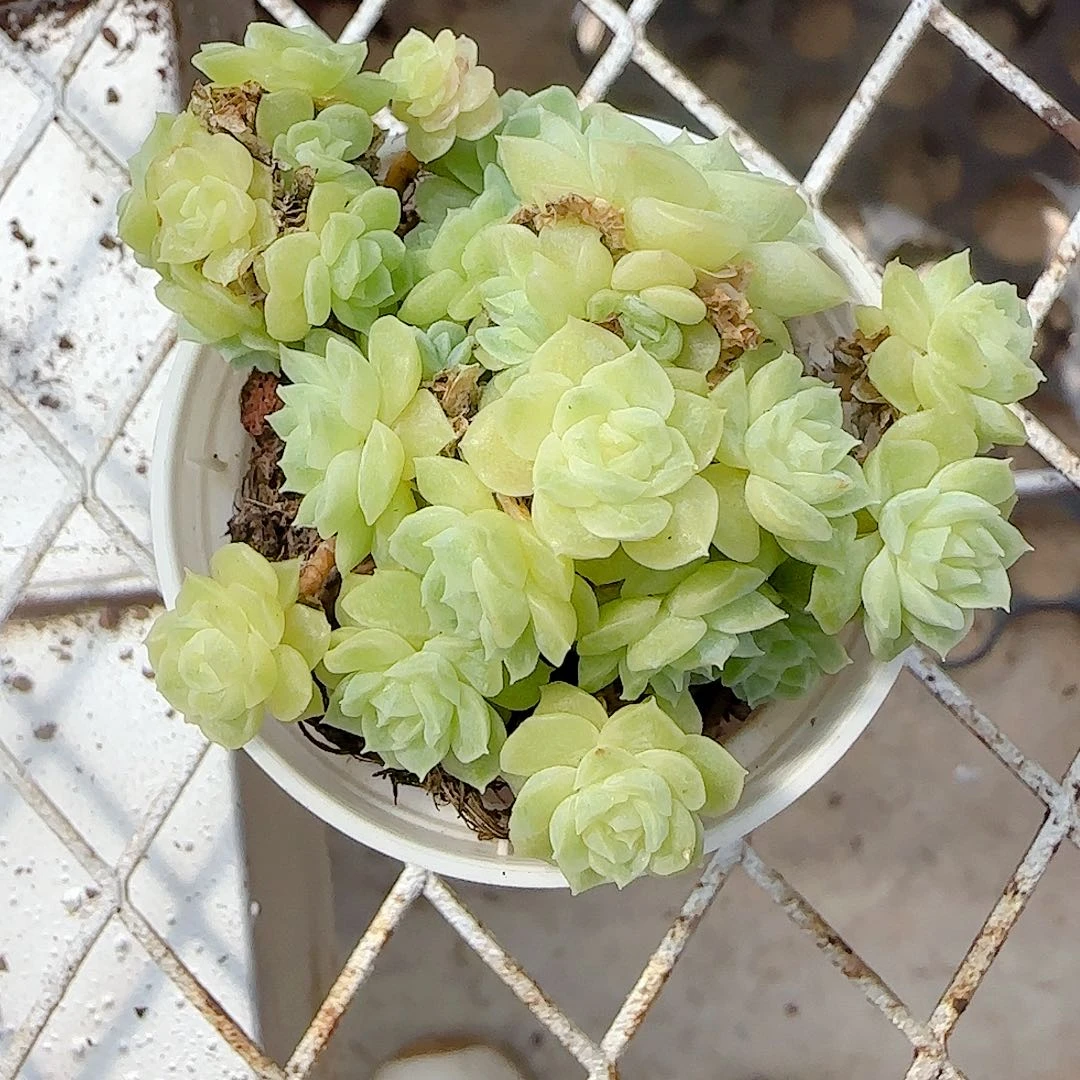 【闪购商品】0928-103花朵麦杆
