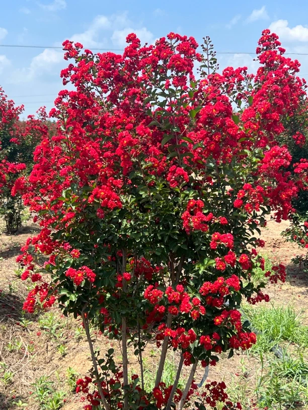 无籽小叶玫瑰红紫薇花树常年开花花量大耐寒耐旱适用于庭院景观