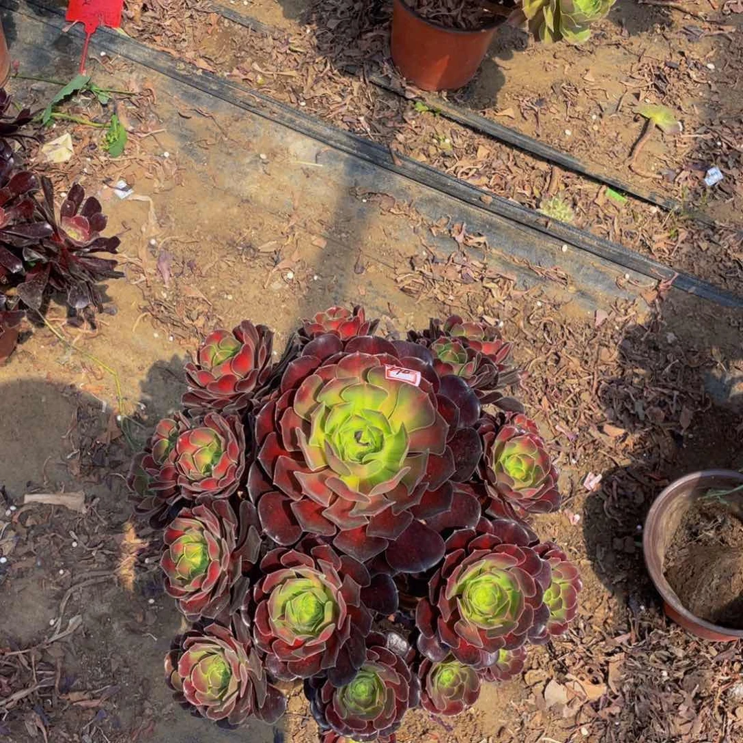 花娜238鲜花鲜花