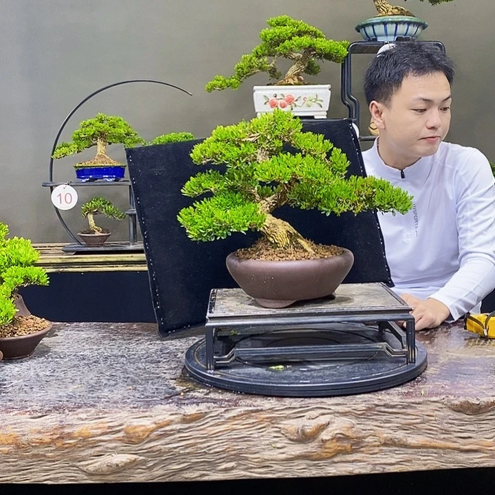 无花朵黄杨盆景四季常青