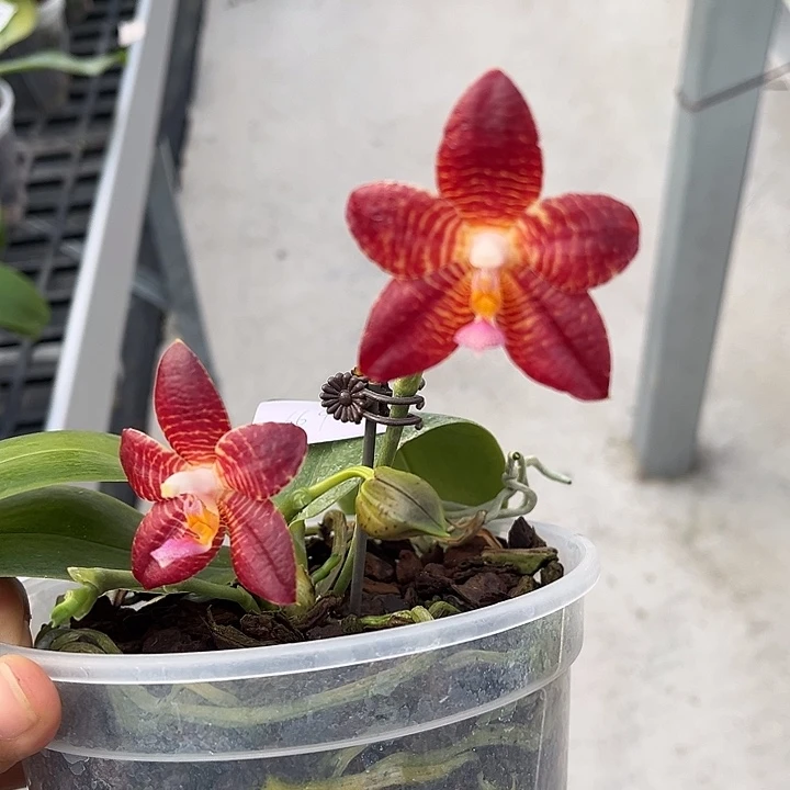 完全开放669号特价瑕疵苗根叶不好任何原因不售后