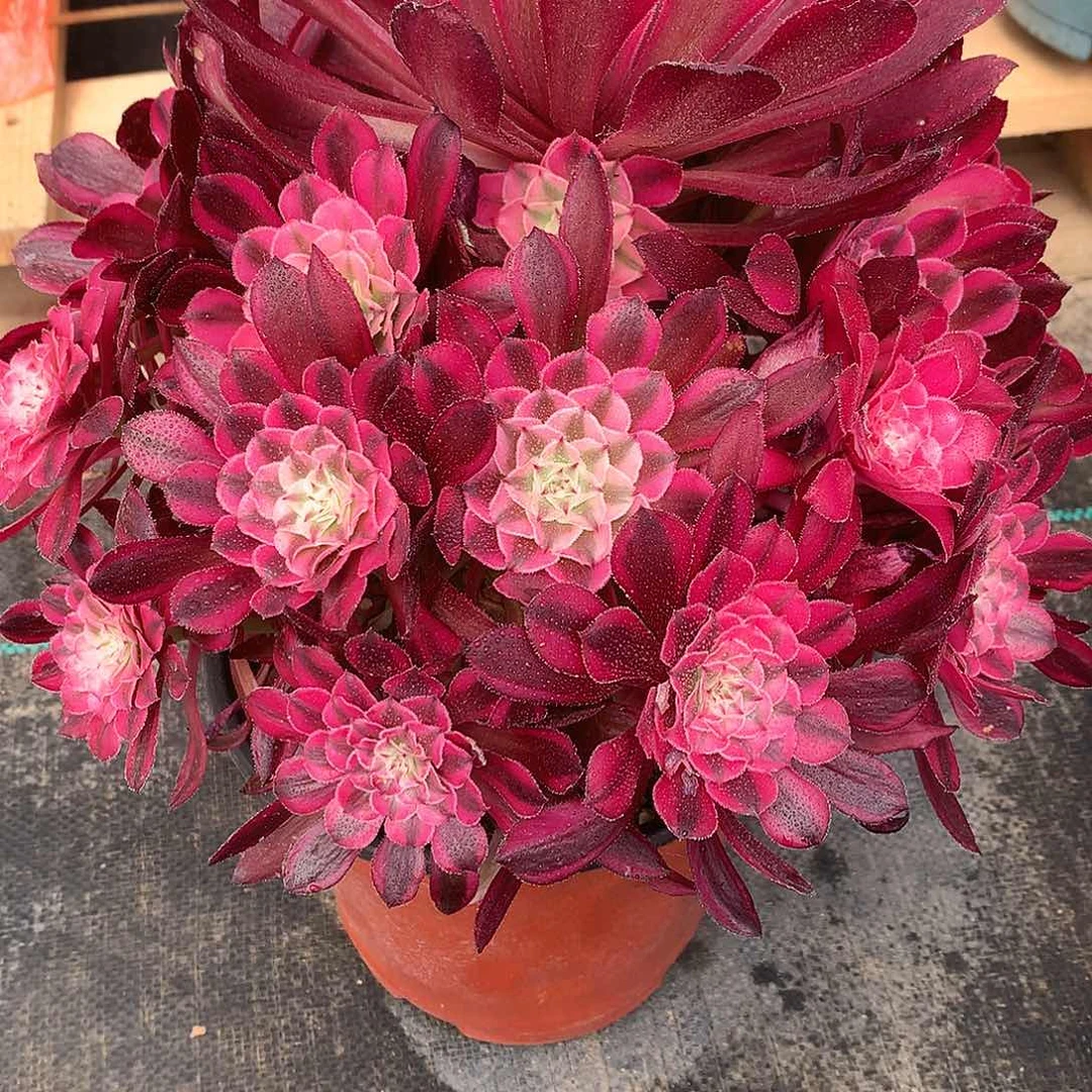 无花朵红铜白法师图片多植物