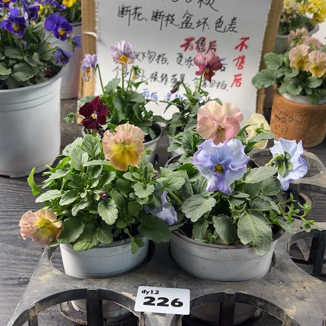 大部分花苞少量开放226号