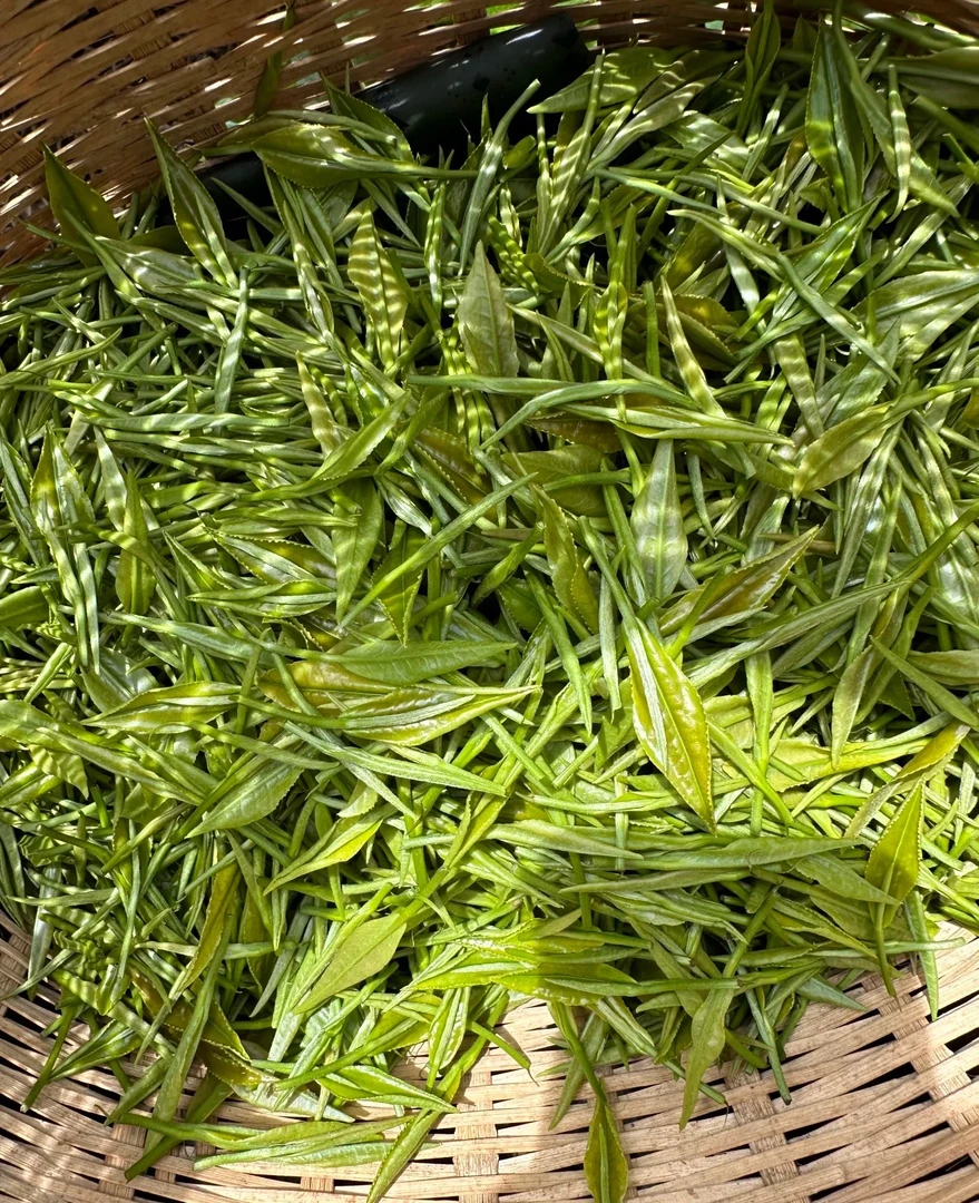 2025年曼糯单株（生茶）普洱茶散茶
