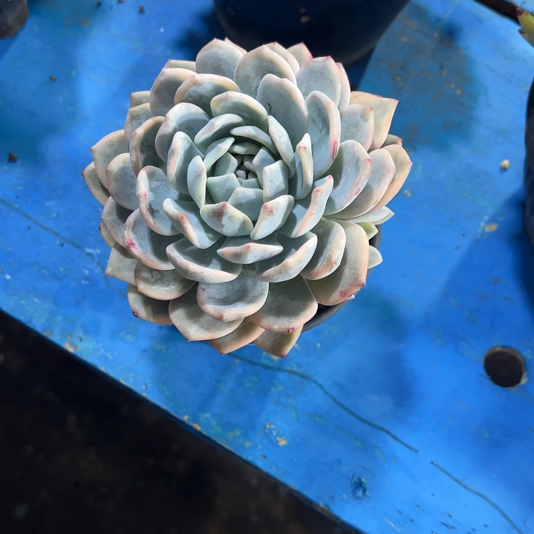 豆****橙子锦单多肉植物