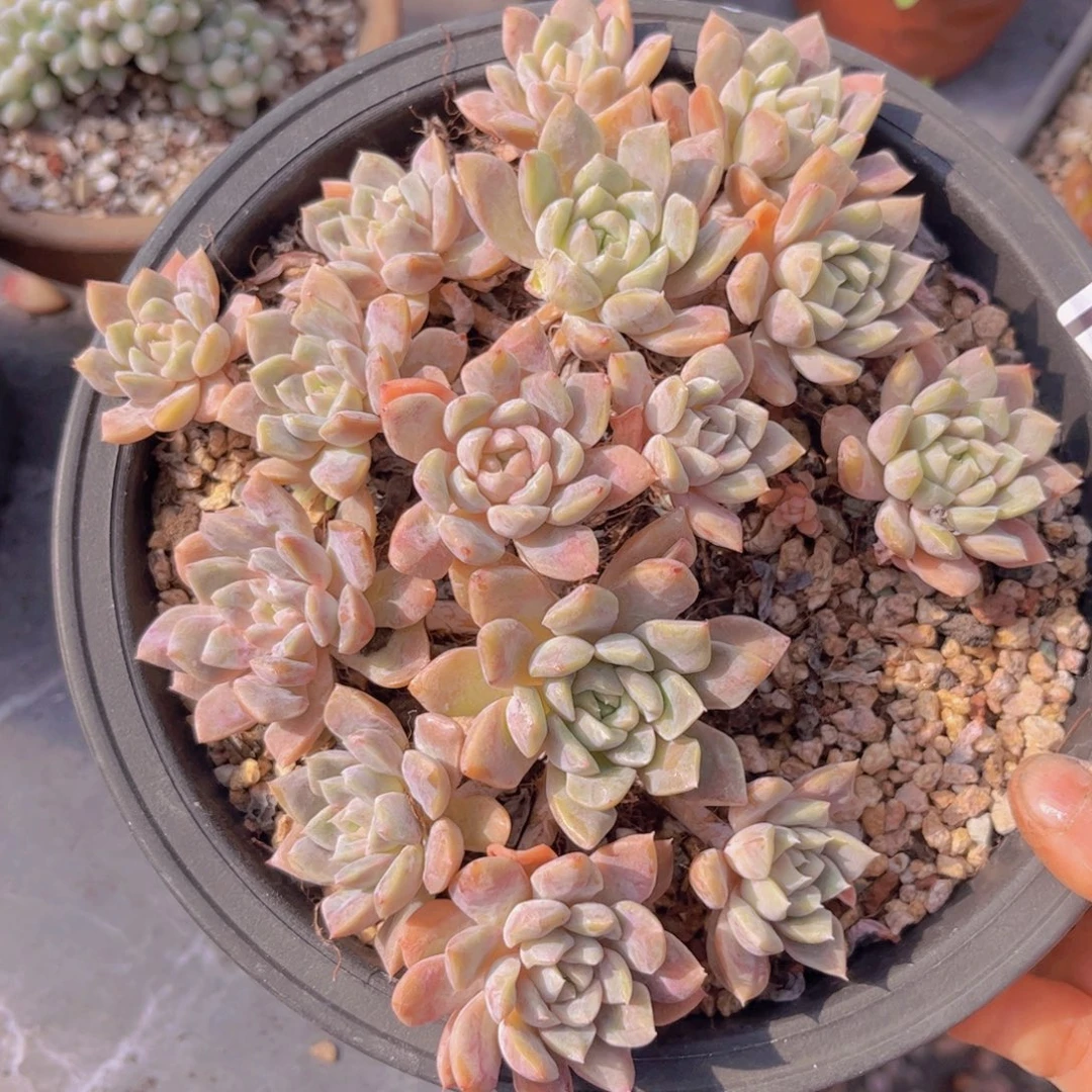 女王杂02182多肉植物