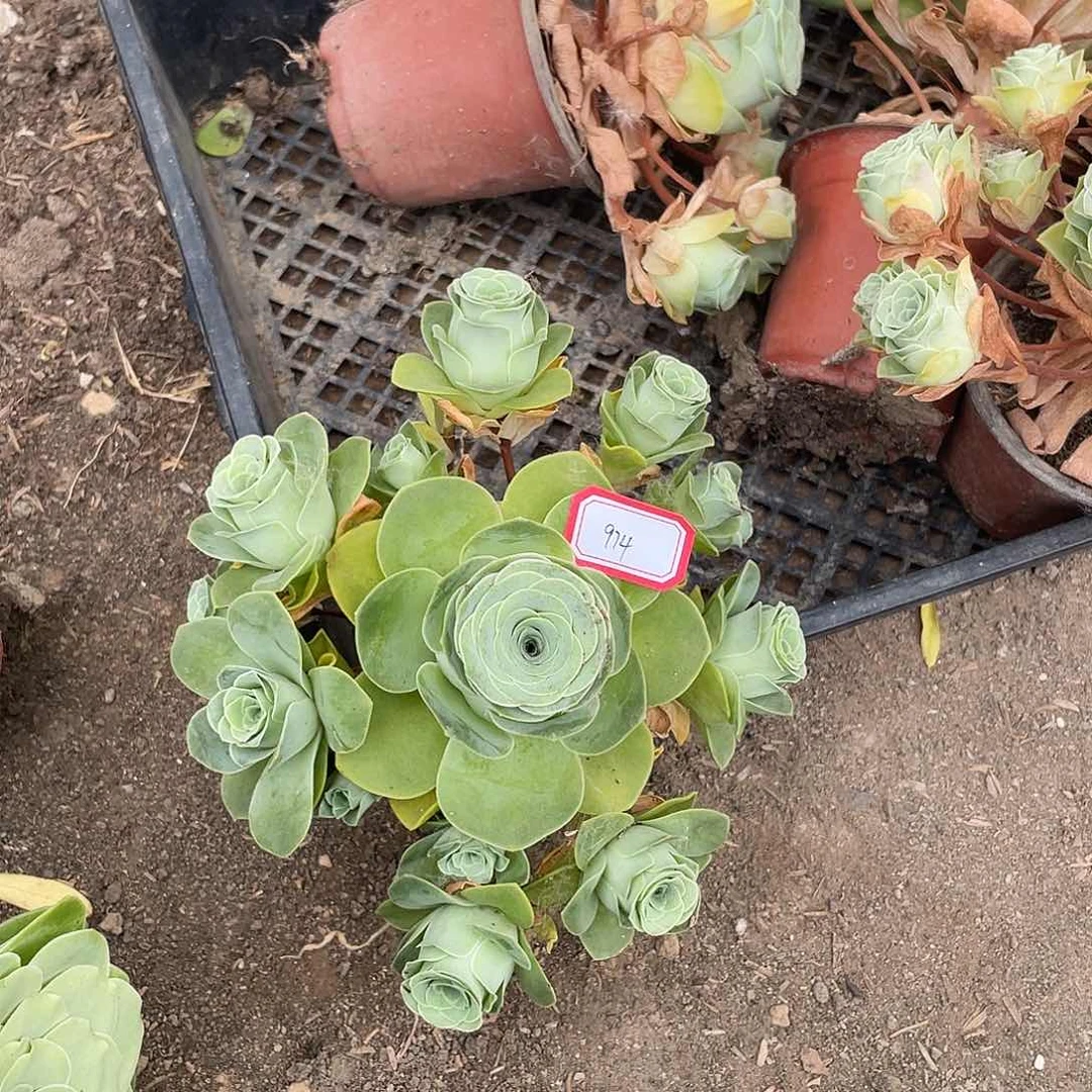 山地玫瑰多肉不售后 974