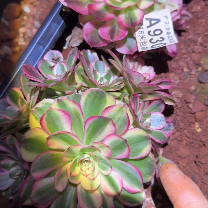 多肉法师淘宝福利