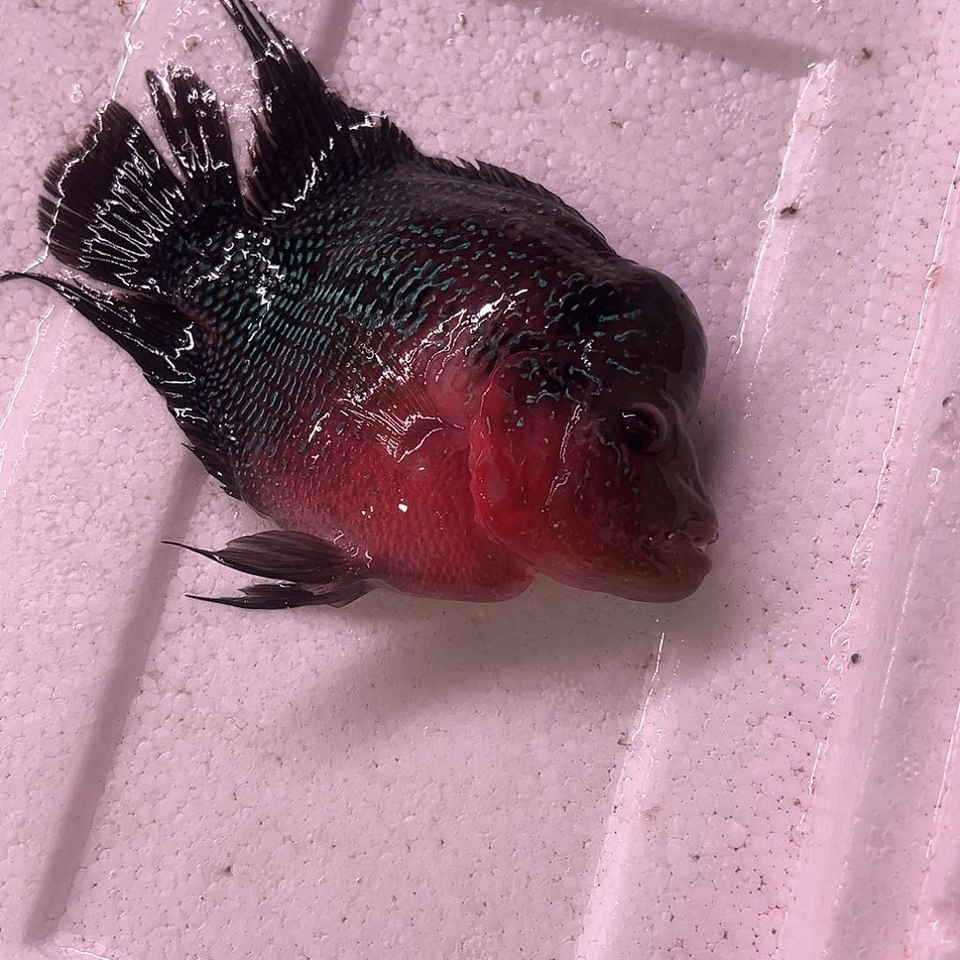 八***丶海水的黄金剧场个好姐姐