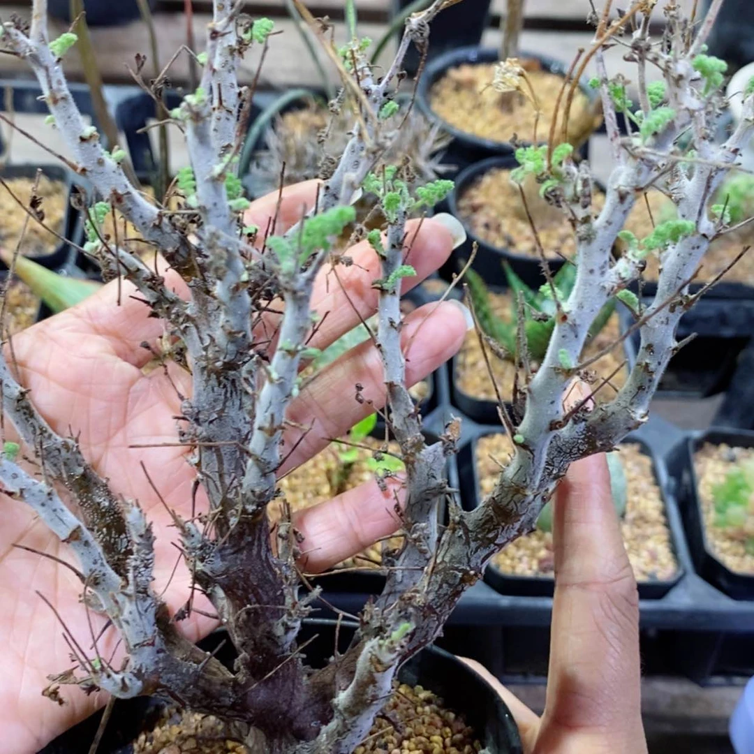 【闪购商品】沙漠洋葵