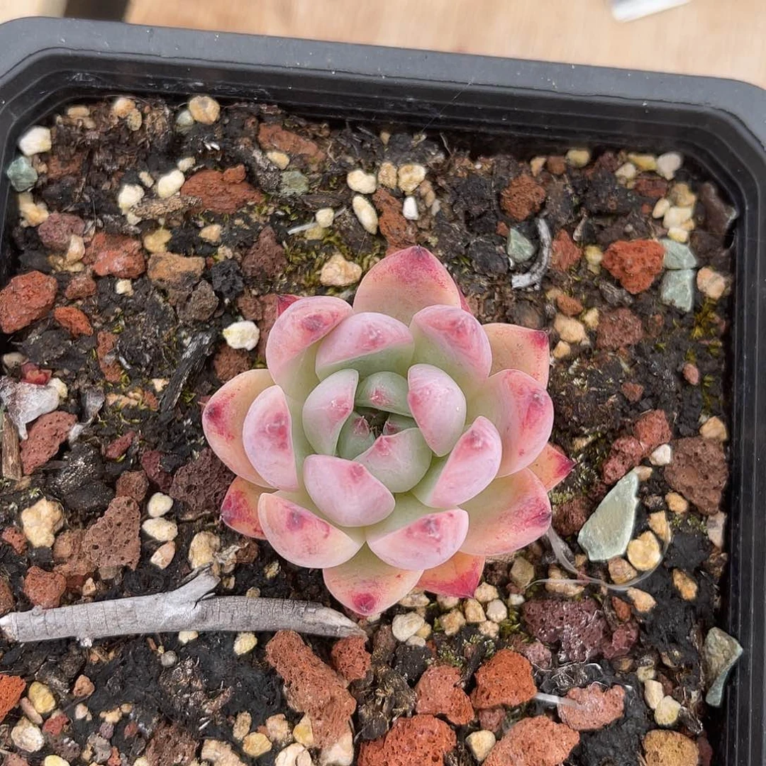 妤*卡系小单头一物一拍