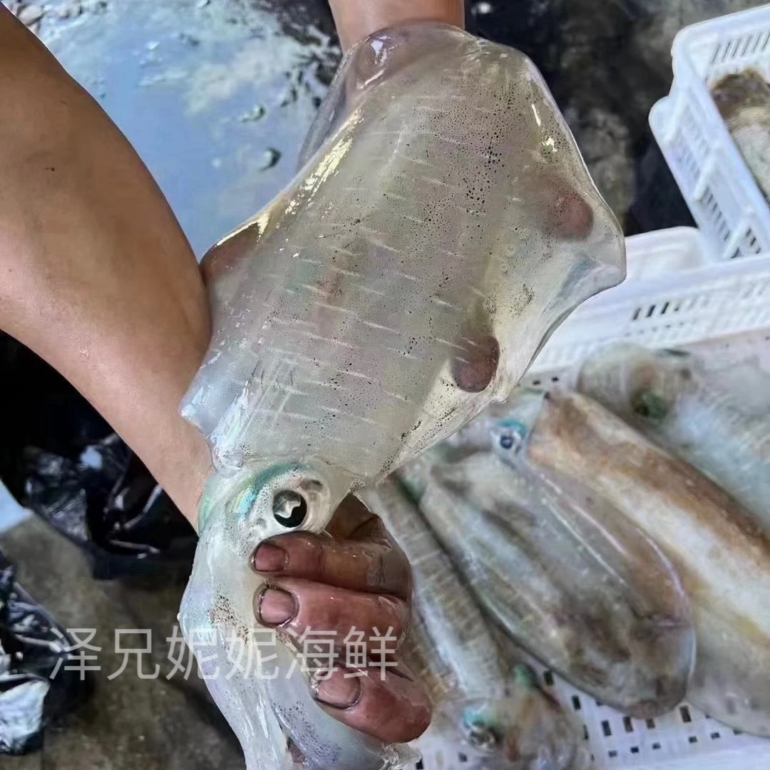 【泽妮】汕尾本港野生海钓软丝 元时 鱿鱼母 鱿鱼天花板包脆包甜！