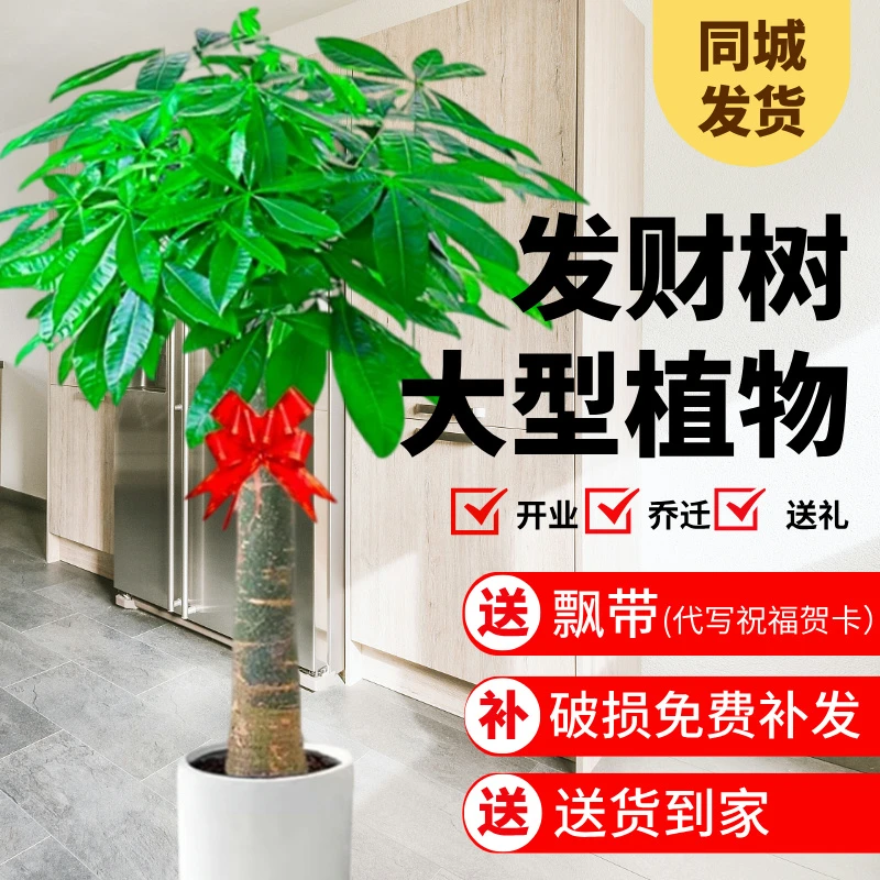大型户外发财树精选发财树同城盆栽同城鲜花配送同城