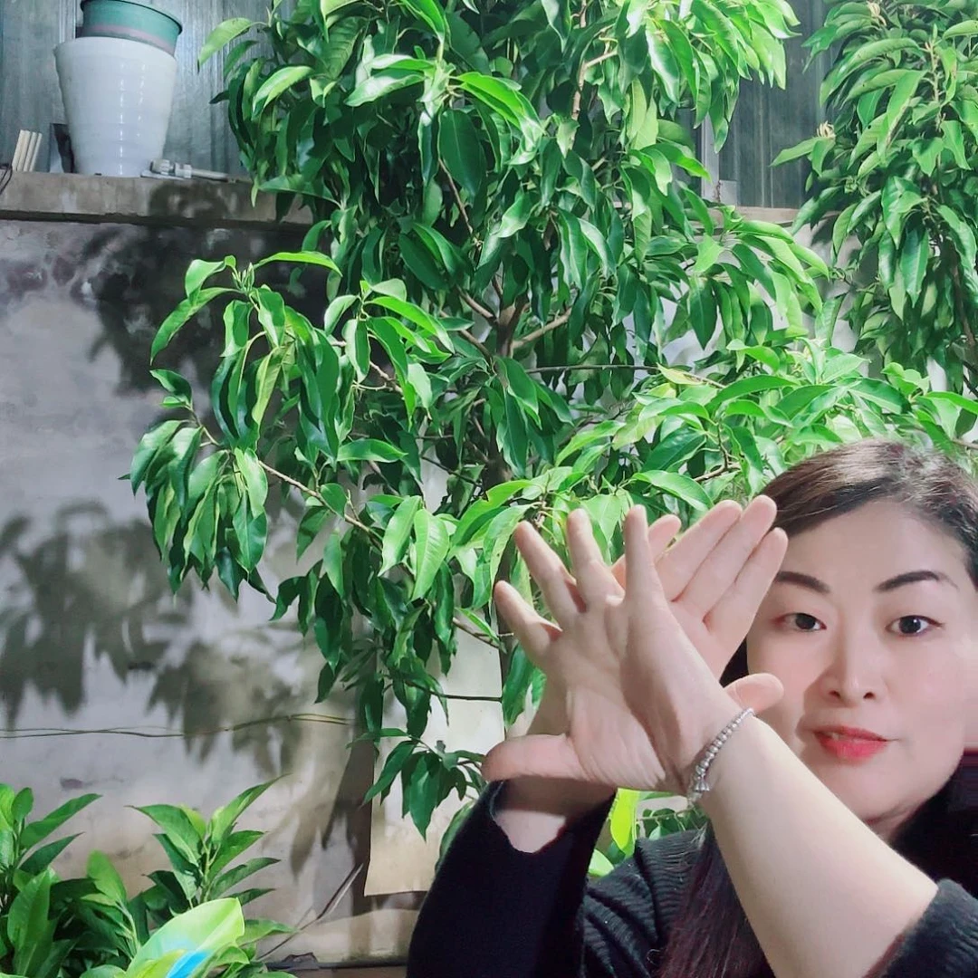 无花朵黄兰111111