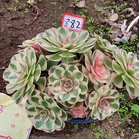 倾摇老桩砍头朵朵882号