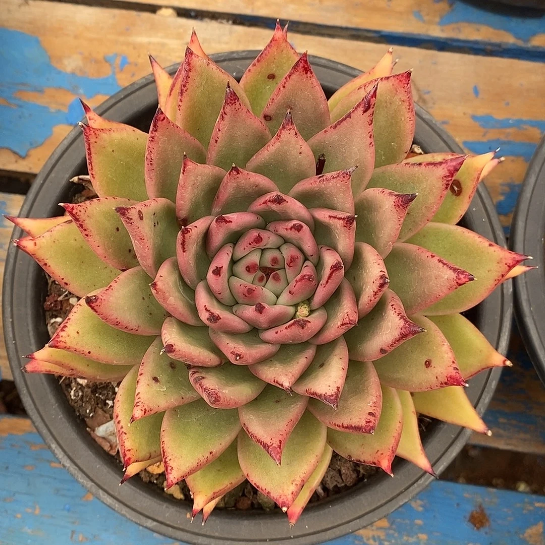 多肉植物黄金福利