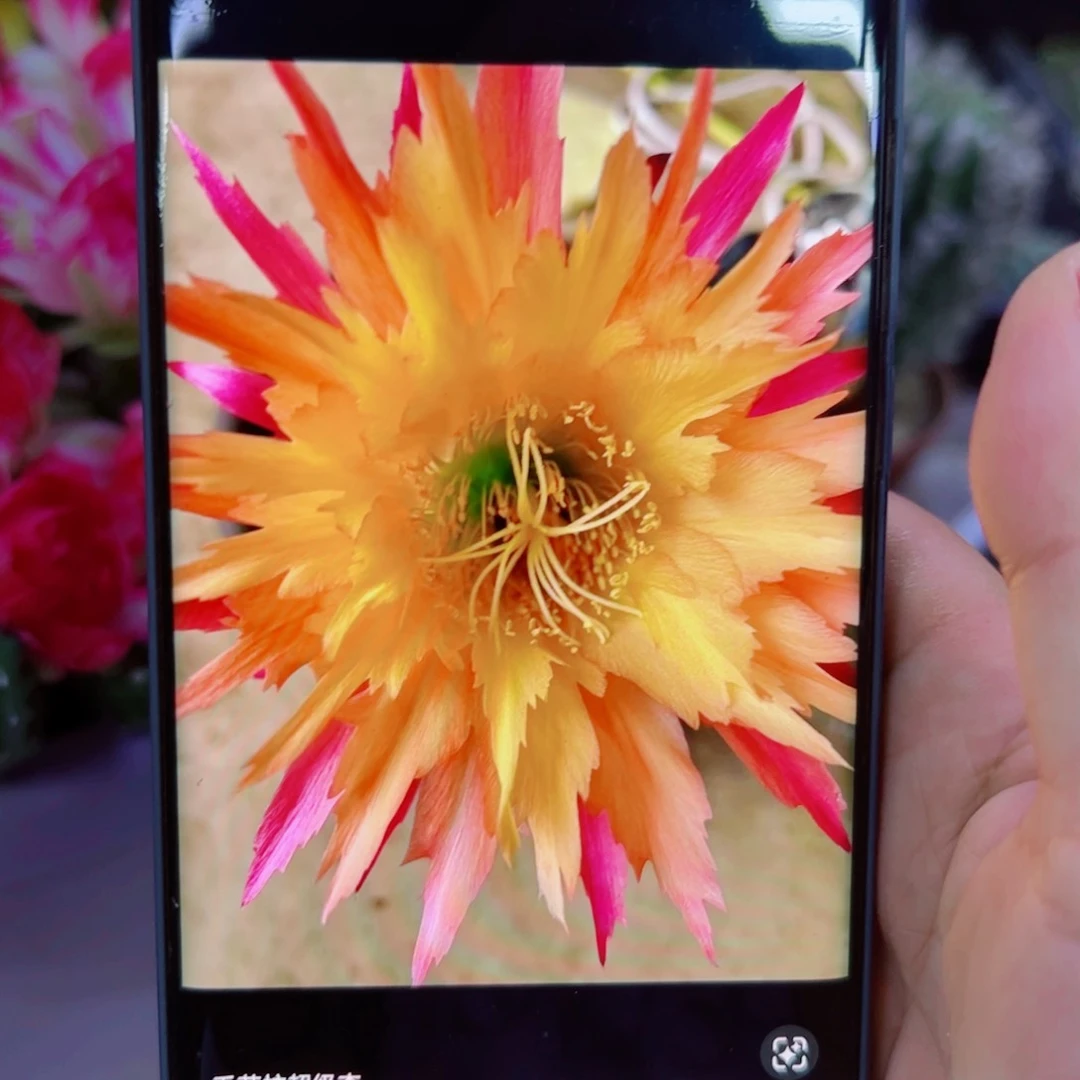 下7毛超级杏歪无根侧芽5公分左右20包邮