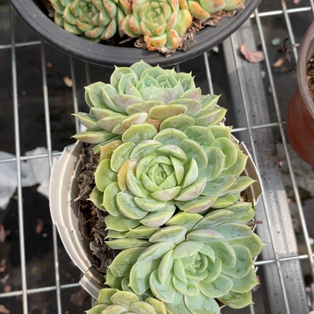 6546昂斯诺一物一拍